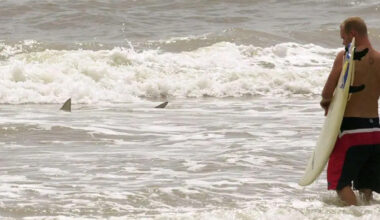 Tourist bit by shark in Volusia County over the weekend, officials say – Orlando Sentinel