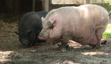 Animal cruelty trial: SPCA Tampa Bay faces judge in viral Waddles the pig case