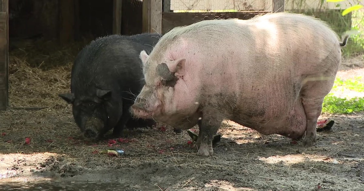 Animal cruelty trial: SPCA Tampa Bay faces judge in viral Waddles the pig case