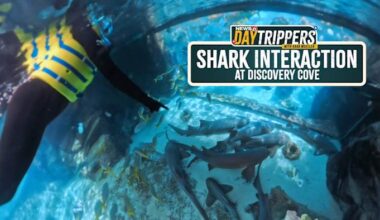 I Swam With Sharks at Discovery Cove for Shark Week (Nurse, Zebra + More!)