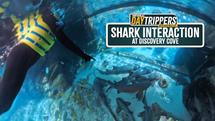 I Swam With Sharks at Discovery Cove for Shark Week (Nurse, Zebra + More!)