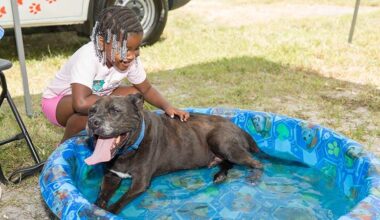 Protect Pets From Deadly Summer Heat, Broward Animal Care Urges – Coral Springs Talk