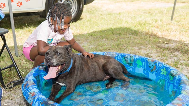 Protect Pets From Deadly Summer Heat, Broward Animal Care Urges – Coral Springs Talk