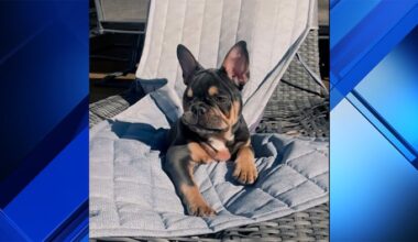 Hollywood police investigate Frenchie’s death after family says pet sitter left him in crate outside for hours