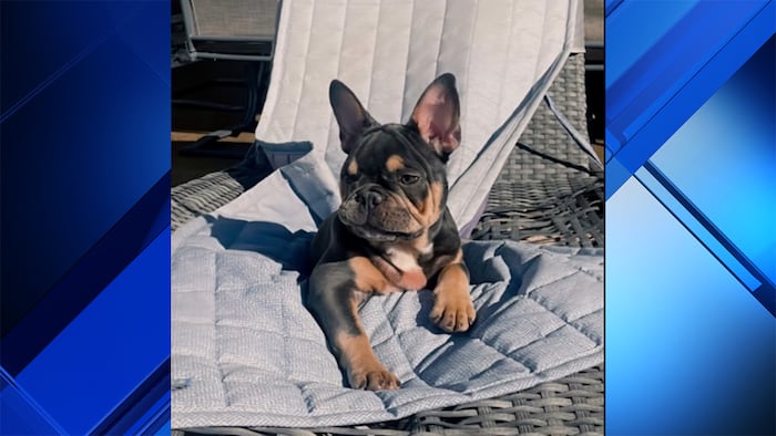 Hollywood police investigate Frenchie’s death after family says pet sitter left him in crate outside for hours