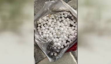 St. Pete Beach mothballs: Two men arrested in plot to disrupt nesting shorebirds