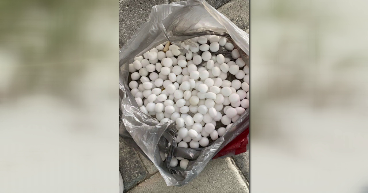 St. Pete Beach mothballs: Two men arrested in plot to disrupt nesting shorebirds