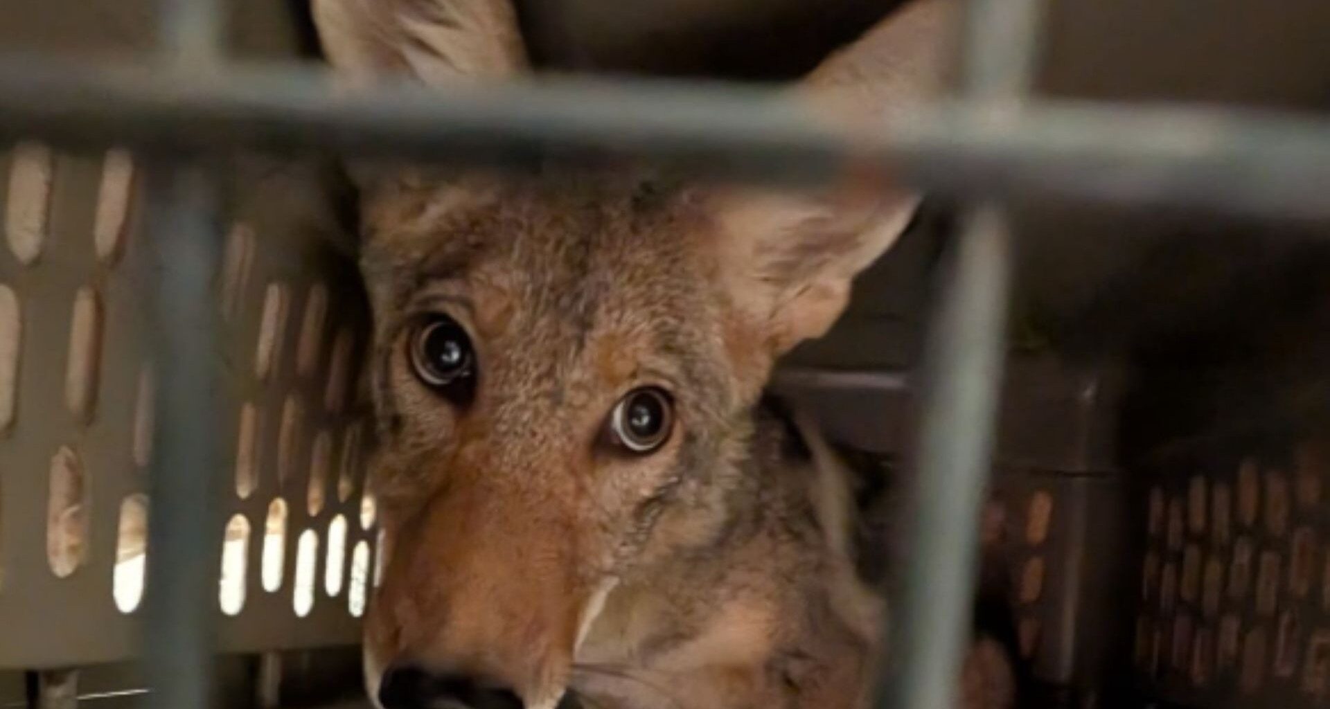 A coyote in a travel crate.
