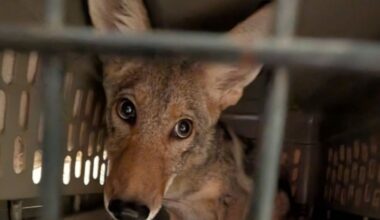 A coyote in a travel crate.