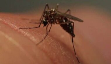 ‘Tired of humans playing God!’ Thousands react to plan to release 32M modified mosquitoes in Florida