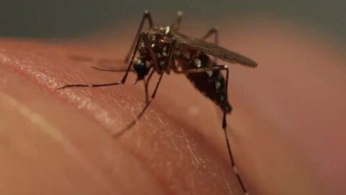 ‘Tired of humans playing God!’ Thousands react to plan to release 32M modified mosquitoes in Florida