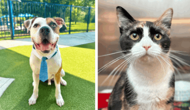 Droopy the Playful Bulldog Mix, Stella the Affectionate Calico Seek Forever Homes at Broward Animal Care – Parkland Talk
