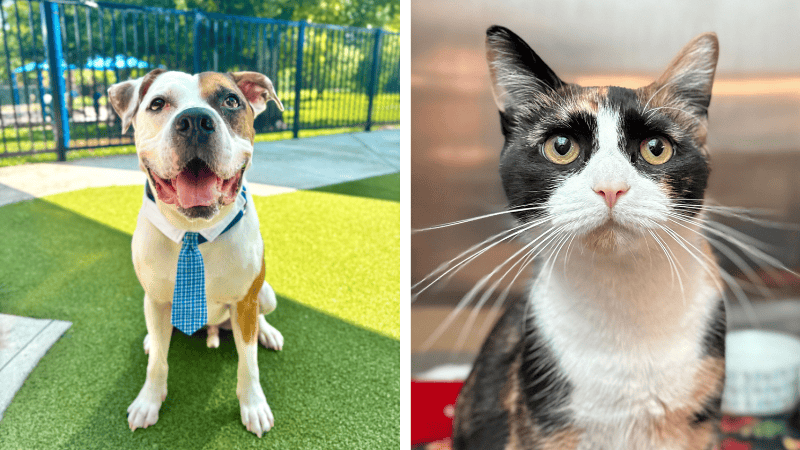 Droopy the Playful Bulldog Mix, Stella the Affectionate Calico Seek Forever Homes at Broward Animal Care – Parkland Talk