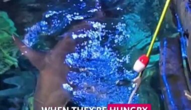 Hungry hammerheads: Shark Week hits different at SeaWorld Orlando