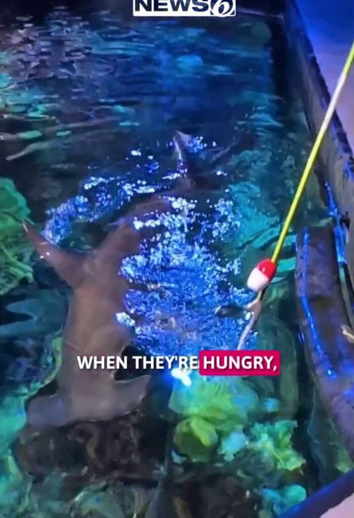 Hungry hammerheads: Shark Week hits different at SeaWorld Orlando