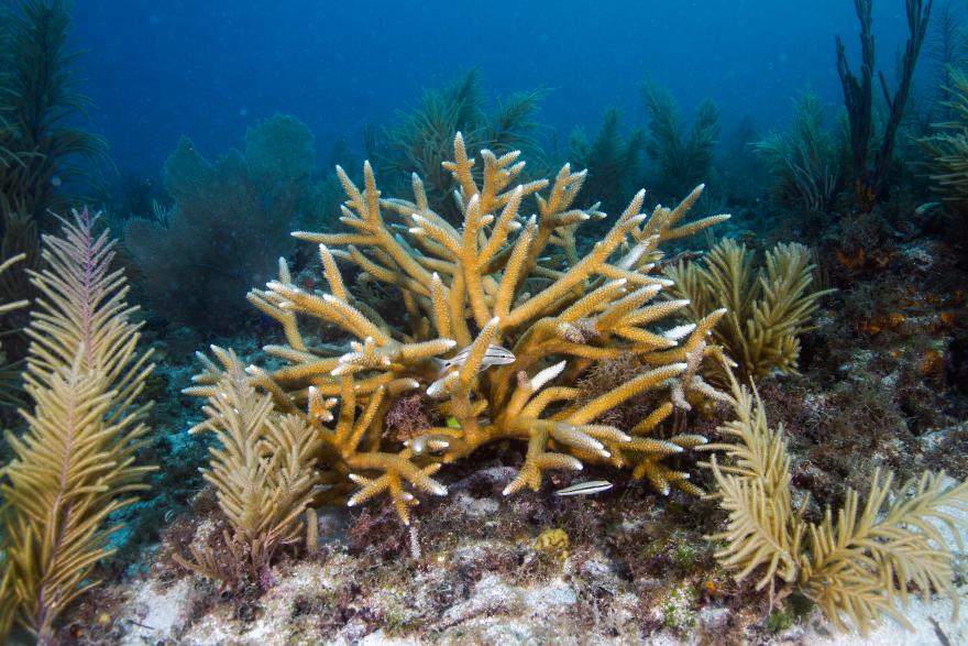 An image of staghorn coral