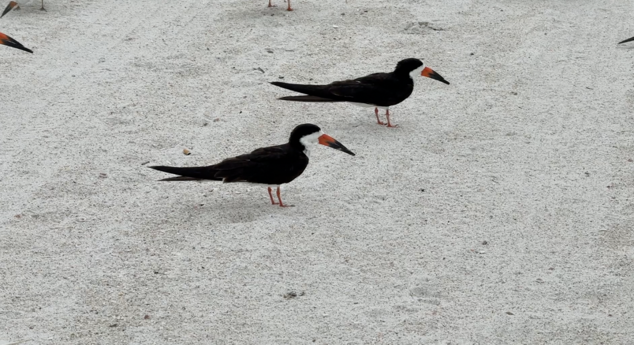 Black Skimmers