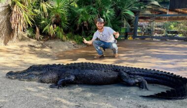 Gatorland welcomes rescued alligator after illegal feeding in the wild