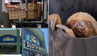 Sloth World Orlando: Investigation almost complete, findings expected in a few weeks, sheriff's office says