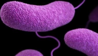 Palm Beach County reports Florida's first 'flesh-eating bacteria' death this year