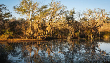 Pennsylvania boy loses hand after 8-foot alligator attack in Florida