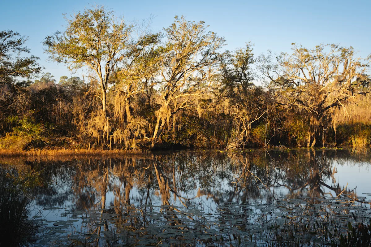 Pennsylvania boy loses hand after 8-foot alligator attack in Florida