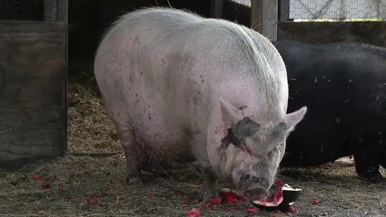 Waddles the pig recovers amid animal cruelty case