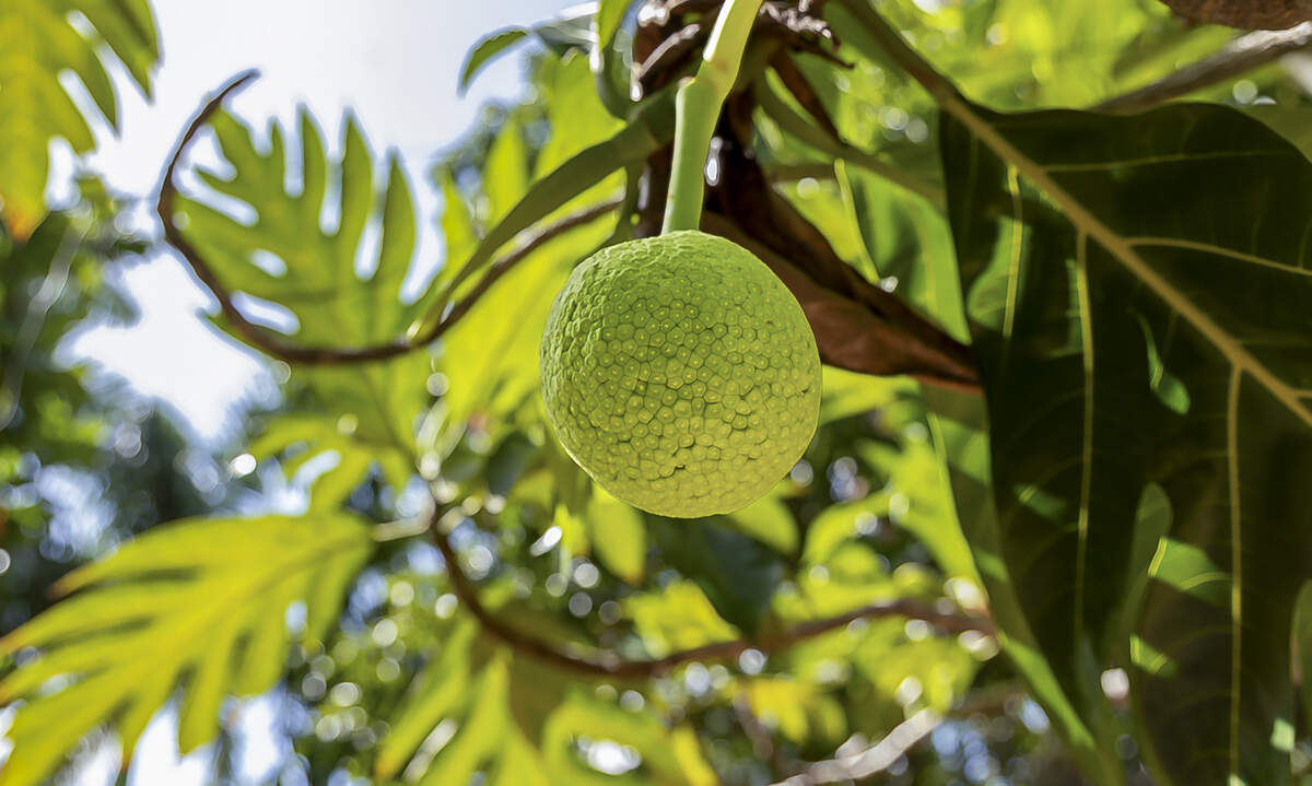A breadfruit grows on one of the 40 trees at Grimal Grove in Big Pine Key on July, 7, 2026.