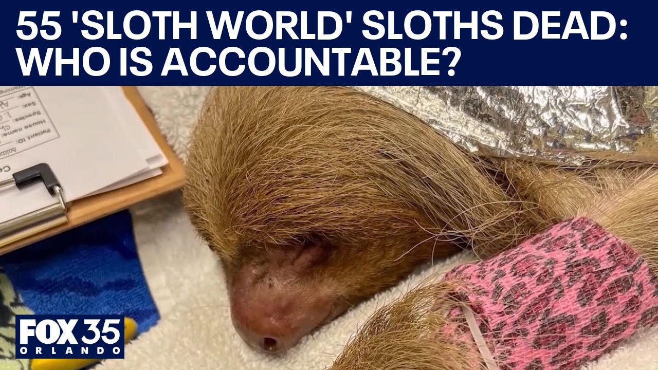 'Sloth World' deaths not reported? Florida officials, wildlife conservationists seek accountability