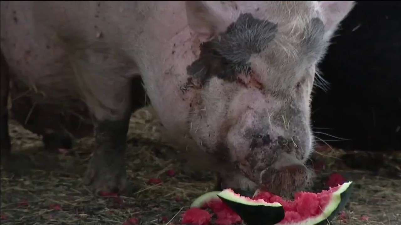 Waddles the pig trail begins Wednesday