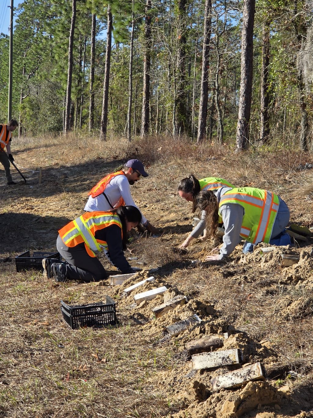 Four people on hands and knees wearing reflective vests are digging holes and putting plants in them.