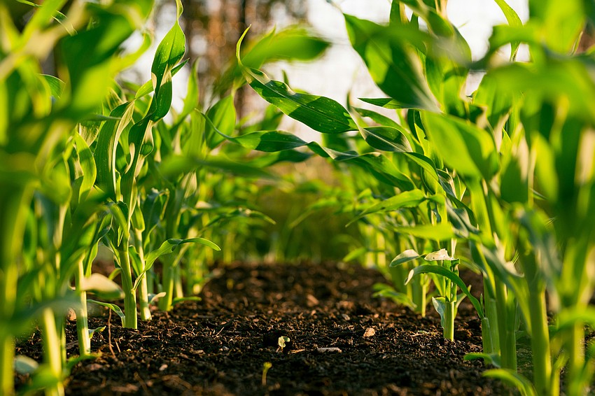 Under Senate Bill 686, qualifying landowners apply directly for agricultural enclave certification rather than pursuing a traditional comprehensive plan amendment. If certified, local governments must treat the proposed development as a conforming use under state law and cannot deny it based on the comprehensive plan, future land use designation or zoning. Under Senate Bill 686, qualifying landowners apply directly for agricultural enclave certification rather than pursuing a traditional comprehensive plan amendment. If certified, local governments must treat the proposed development as a conforming use under state law and cannot deny it based on the comprehensive plan, future land use designation or zoning.