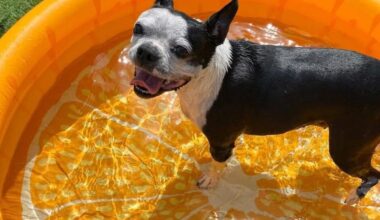 Forever Vets celebrates Dog Days of Summer