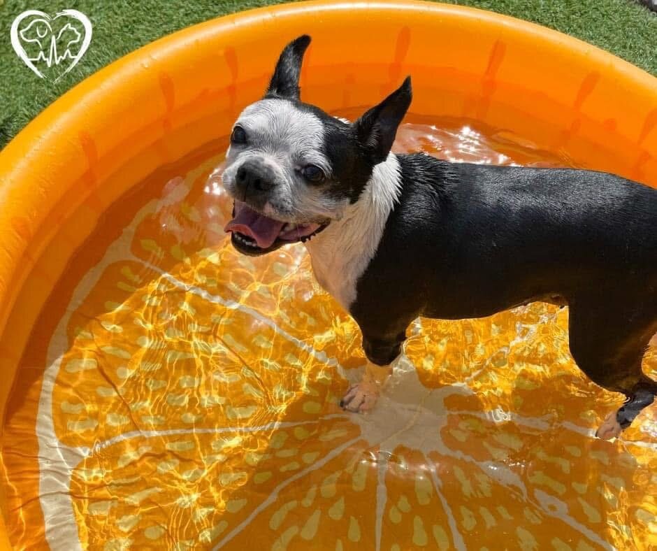 Forever Vets celebrates Dog Days of Summer