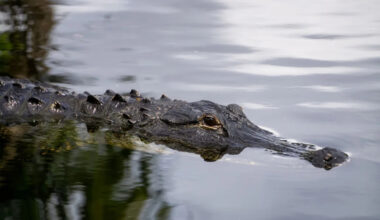 Boyfriend recalls desperate rescue attempt after fatal alligator attack in Florida