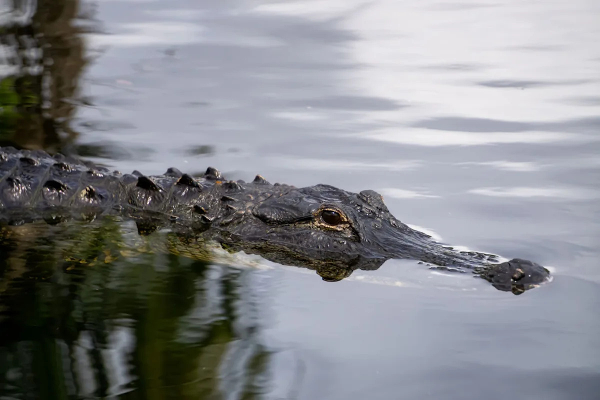 Boyfriend recalls desperate rescue attempt after fatal alligator attack in Florida