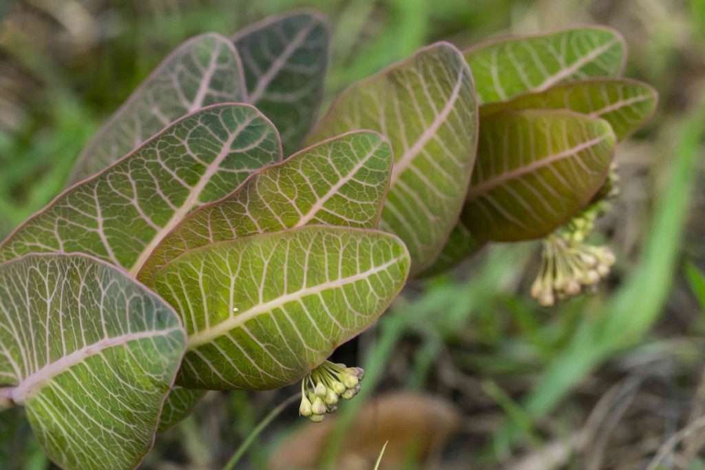 Close up photo of a plant, showing the underside of its leaves and protruding flowers.