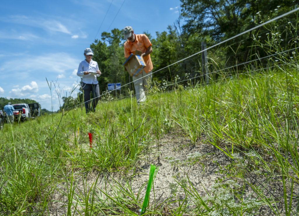 Two people walking along a line made of string that was recently erected between two wooden posts.