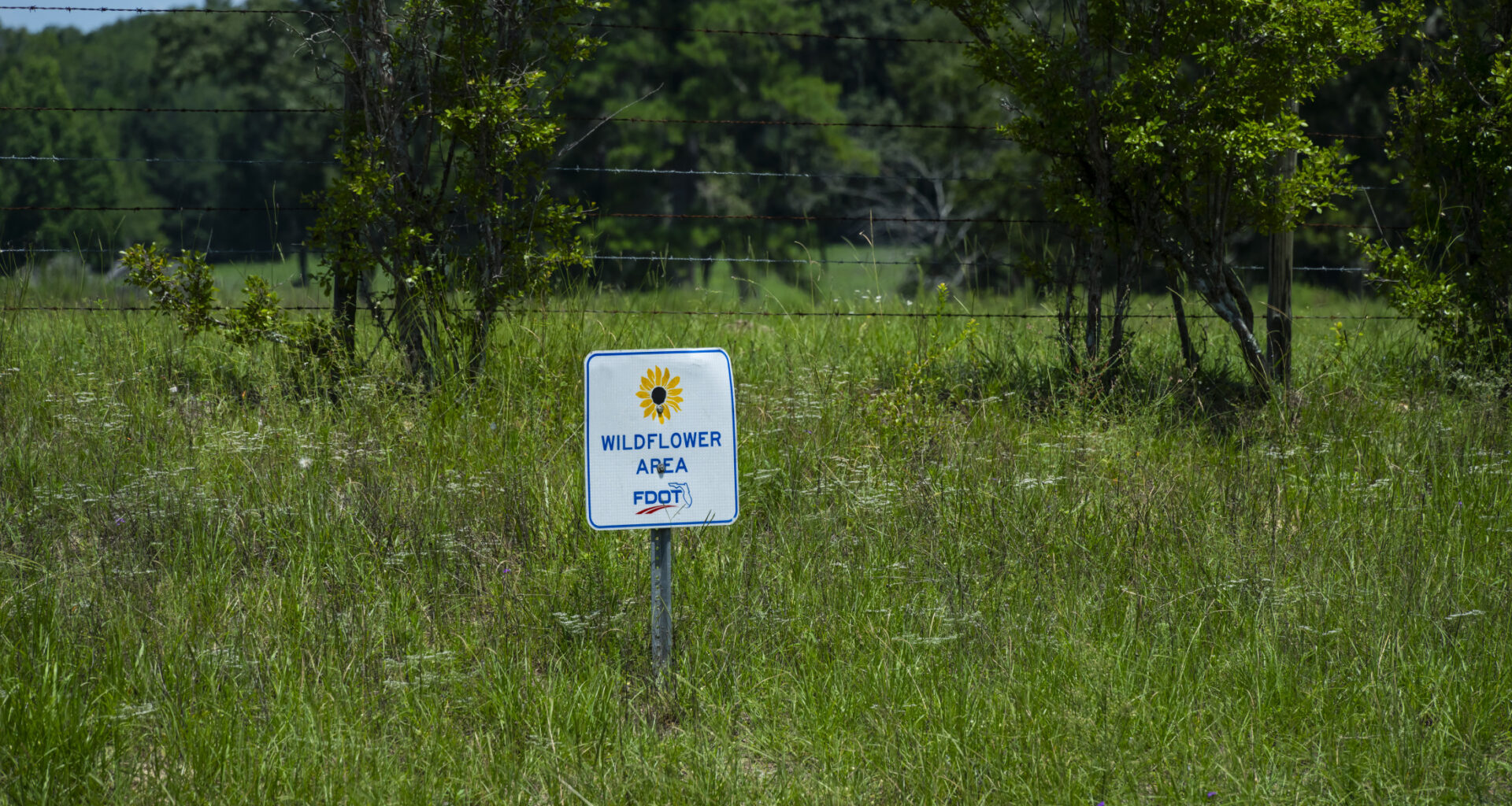 Butterfly experts are planting 15,000 milkweed plants along Florida roadsides to help monarchs – Research News