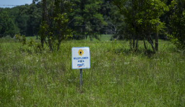 Butterfly experts are planting 15,000 milkweed plants along Florida roadsides to help monarchs – Research News