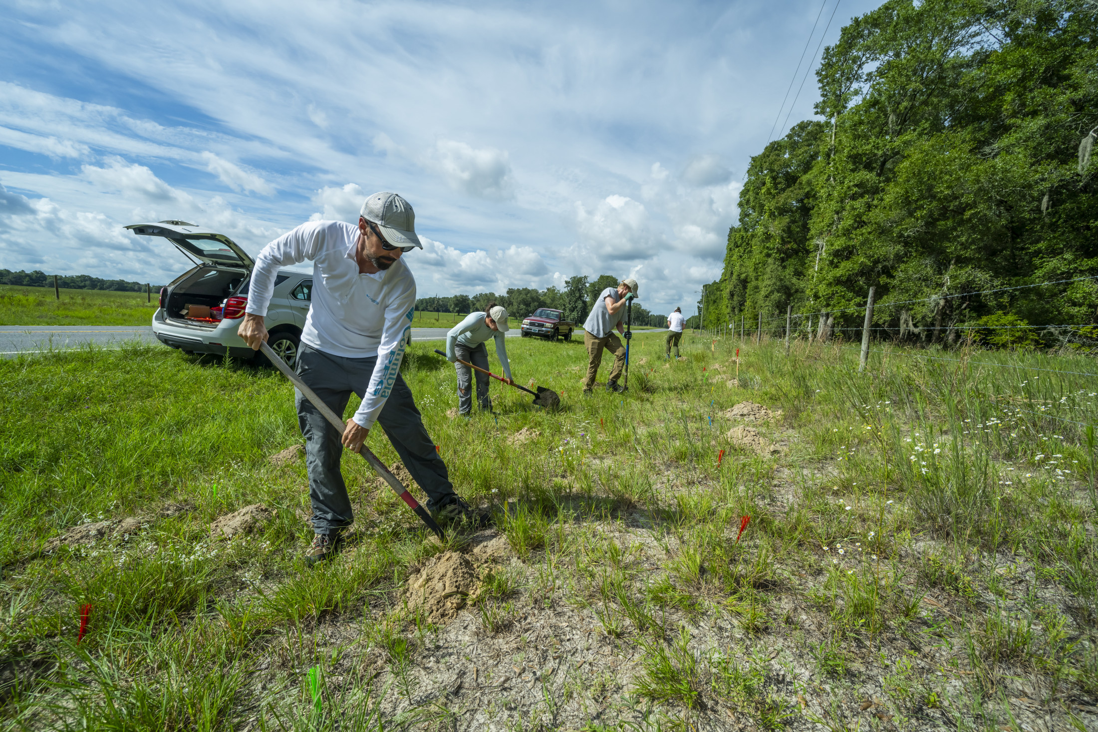 People digging holes along the side of the road. 