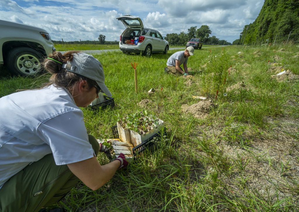 Two people on the side of the road putting plants in the ground.