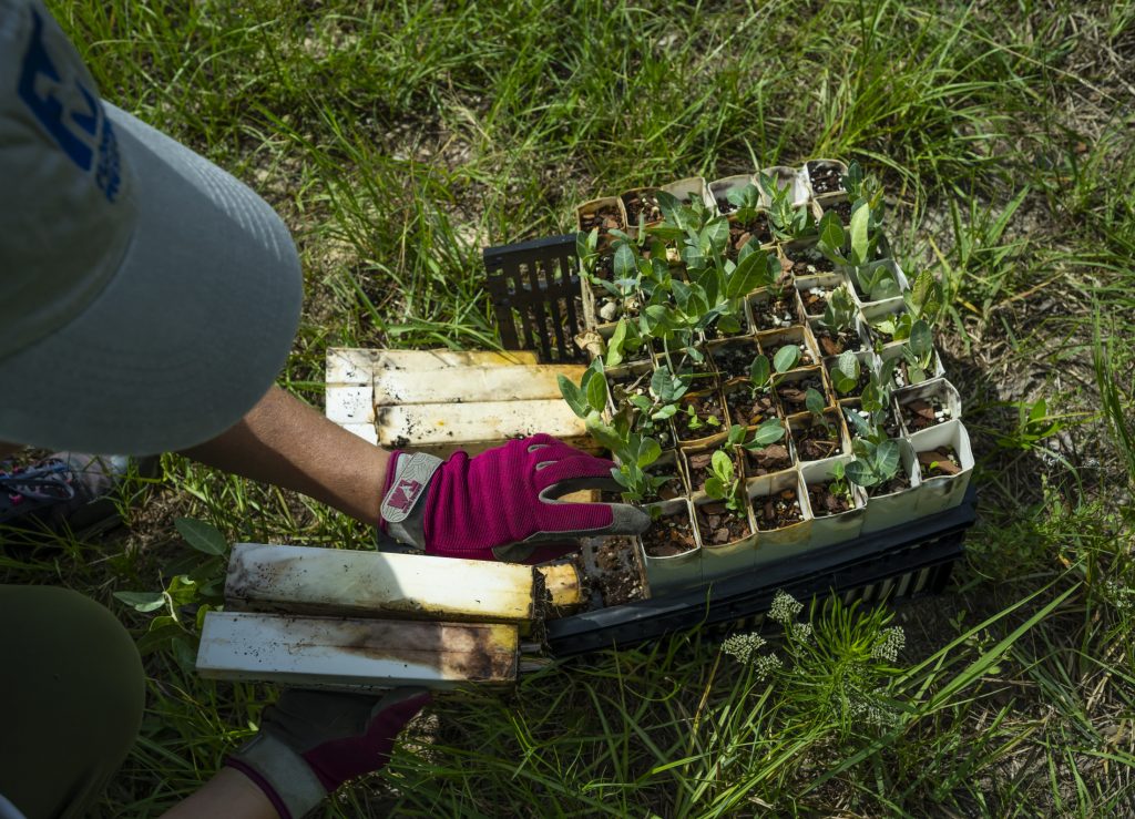Person selecting potted plants from a plastic tray.