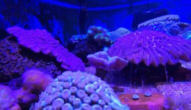 Des Moines zoo joins Florida Reef Tract Rescue Project