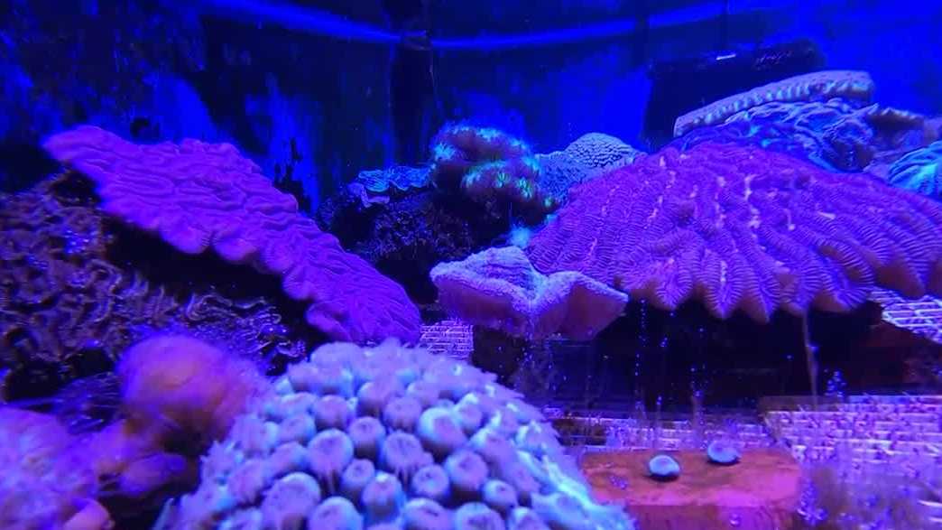 Des Moines zoo joins Florida Reef Tract Rescue Project