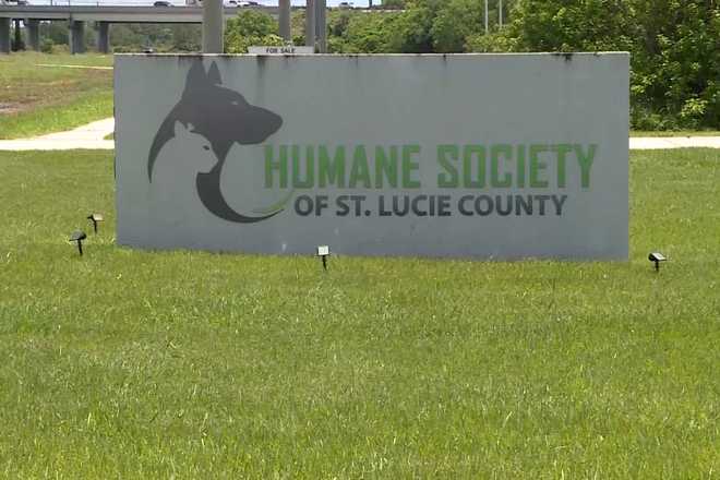 Veterinarians warn of deadly cat virus spreading beyond kittens veterinarians warn of deadly cat virus spreading beyond kittens