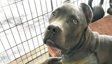 South Florida veterinarian operated on dog’s wrong limb, lawsuit says