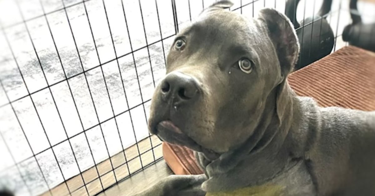 South Florida veterinarian operated on dog’s wrong limb, lawsuit says