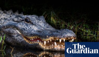 Florida woman’s autopsy report reveals extent of alligator attack | Florida