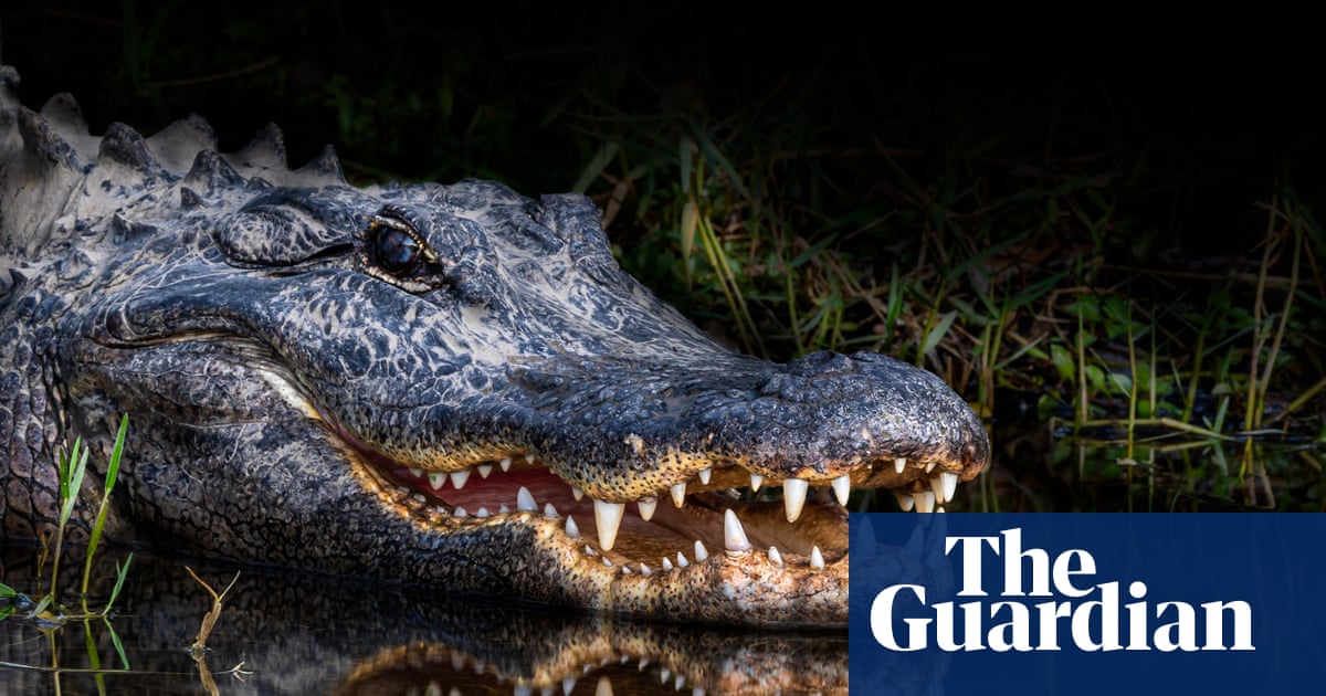 Florida woman’s autopsy report reveals extent of alligator attack | Florida